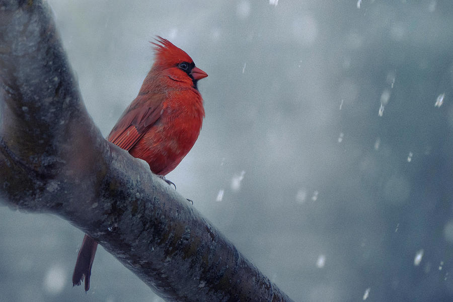 Cardinal Photograph - Stay Strong When Winter Comes by Qing Zhao
