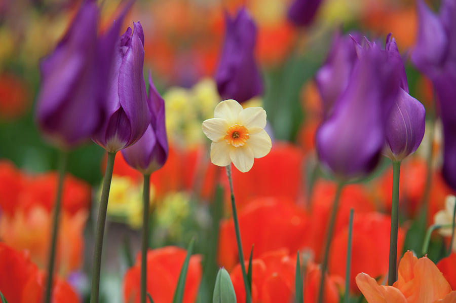 Staying Proud. Narcissus Among Purple Tulips  Photograph by Jenny Rainbow