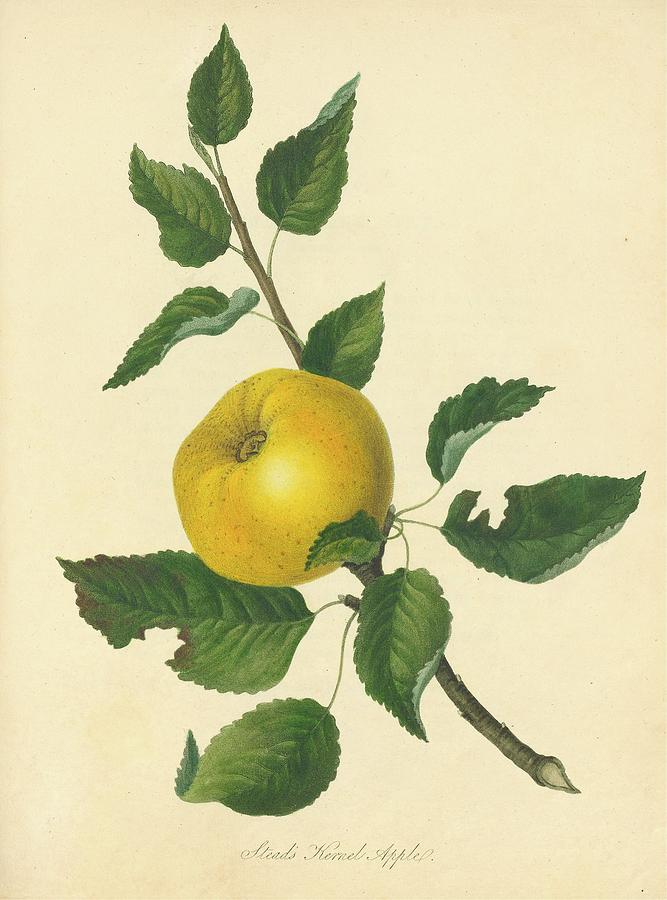 Vintage Painting - Steads Kernel Apple by Thomas Andrew Knight