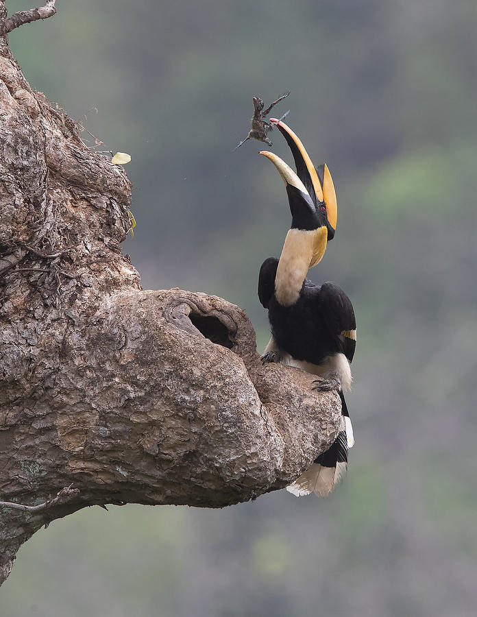 Hornbill Photograph - Steal Other Birds\ Chick To Feed His Own Chick by Cheng Chang