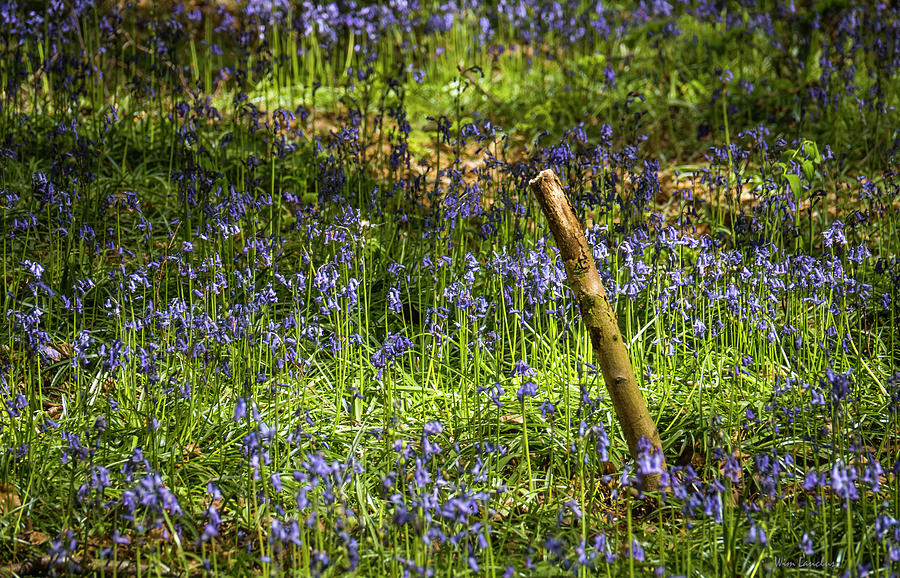 Tree Stem in Bluebell Field by Wim Lanclus Tree Stem in Bluebell Field by Wim Lanclus