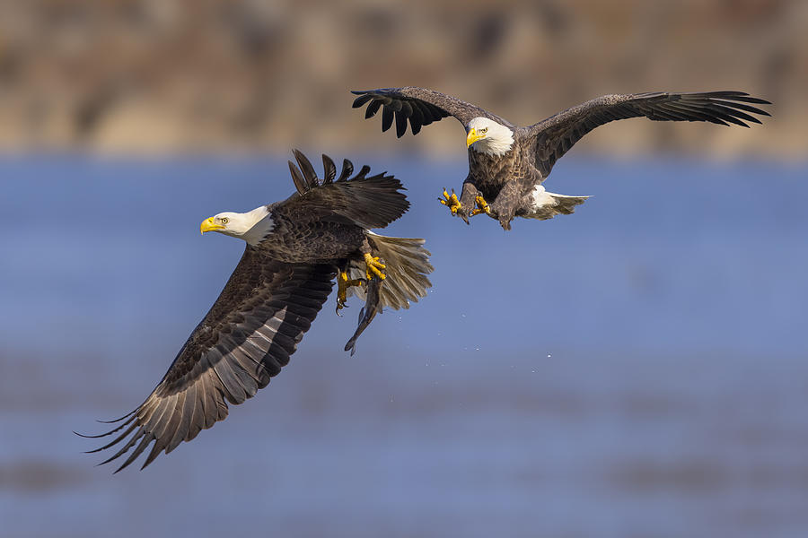 Eagle Photograph - Stealth by Mountain Cloud