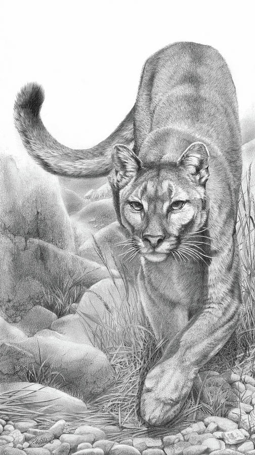 mountain lion drawings