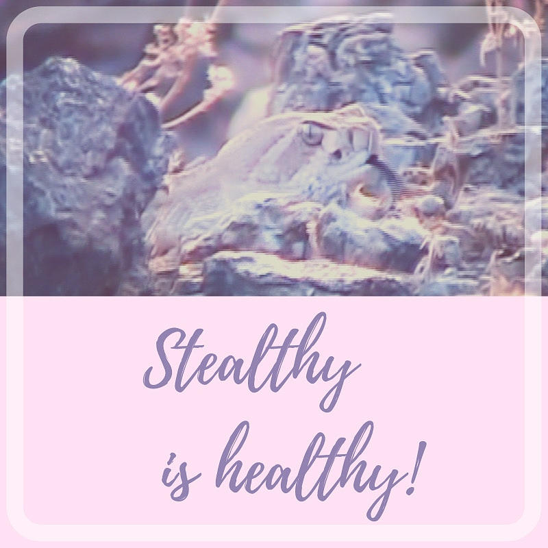 Stealthy is Healthy Photograph by Judy Kennedy