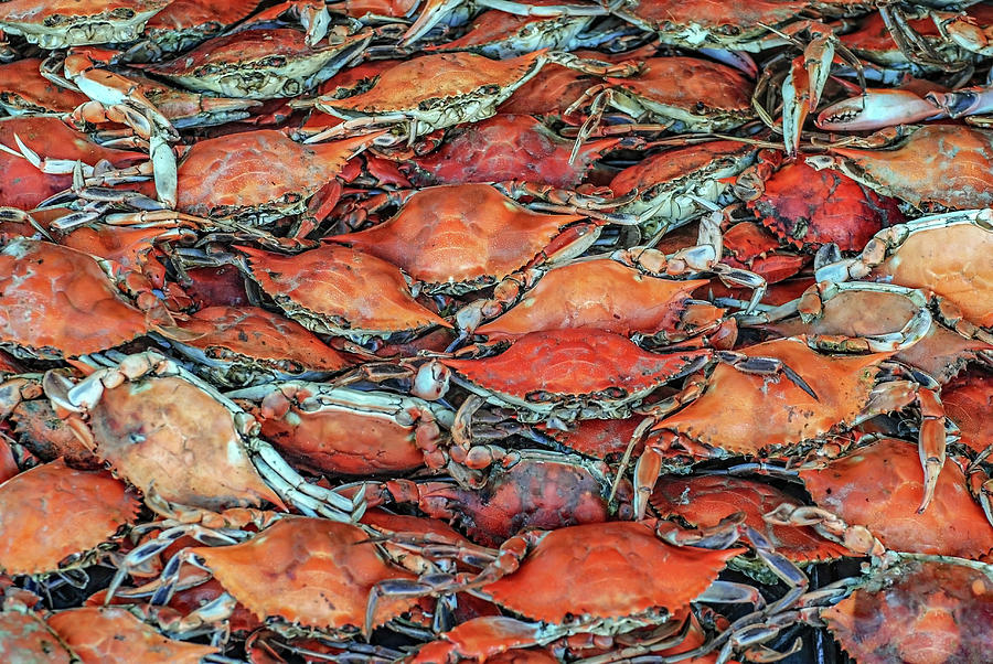 Steamed Crabs Photograph by Teresa Hughes