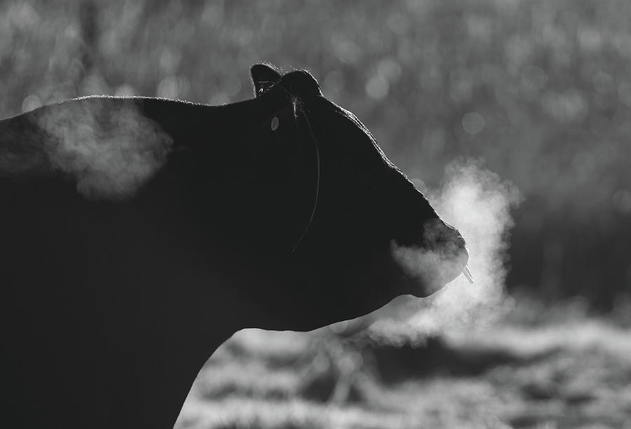 Steaming Bull Photograph by Cjkphoto