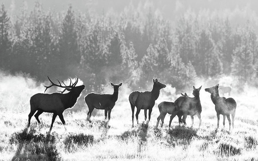 Steamy Elk Morning Photograph by Max Waugh