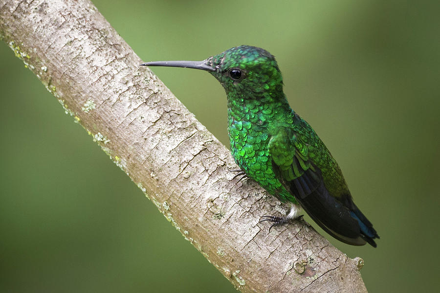 Steely Vented Hummingbird Jardin Botanico del Quindio Calarca Colombia Photograph by Adam Rainoff