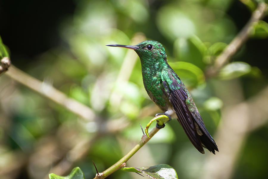 Steely Vented Hummingbird Jardin Botanico del Quindio Colombia Photograph by Adam Rainoff