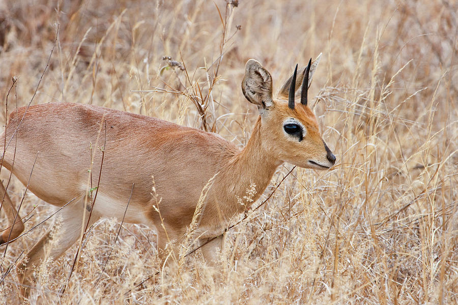 Steenbok In Savanna, Kenya Photograph by Ivan Kuzmin