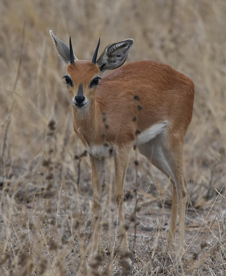 Steenbok, Kruger National Park Photograph by Ben Foster