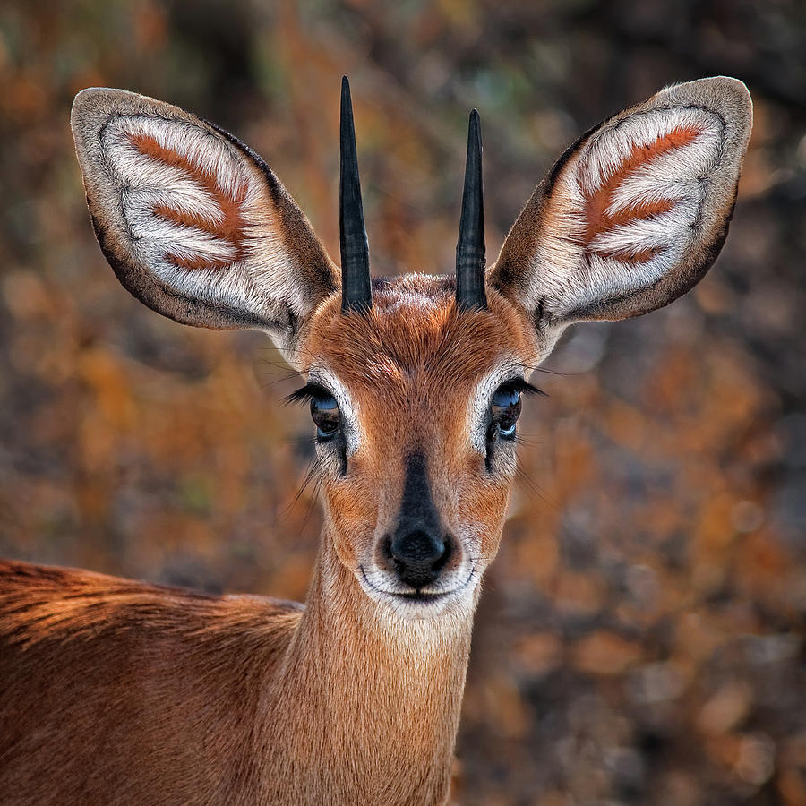 Steenbok, One Of The Smallest Antelope In The World Photograph by Mathilde Guillemot