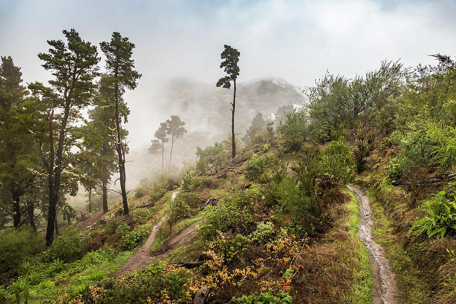 Nature Digital Art - Steep Hillside With Trees And Low Cloud, Valleseco, Canary Islands, Spain by Manuel Sulzer