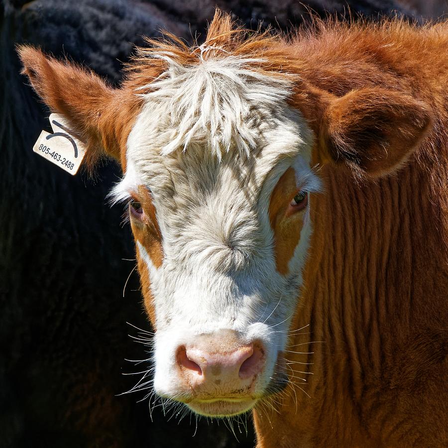 Steer by KJ Swan Steer by KJ Swan