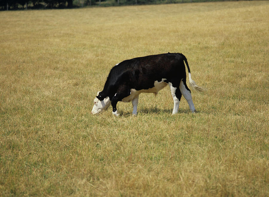 Steer On Dry Grass Photograph by Nigel Cattlin