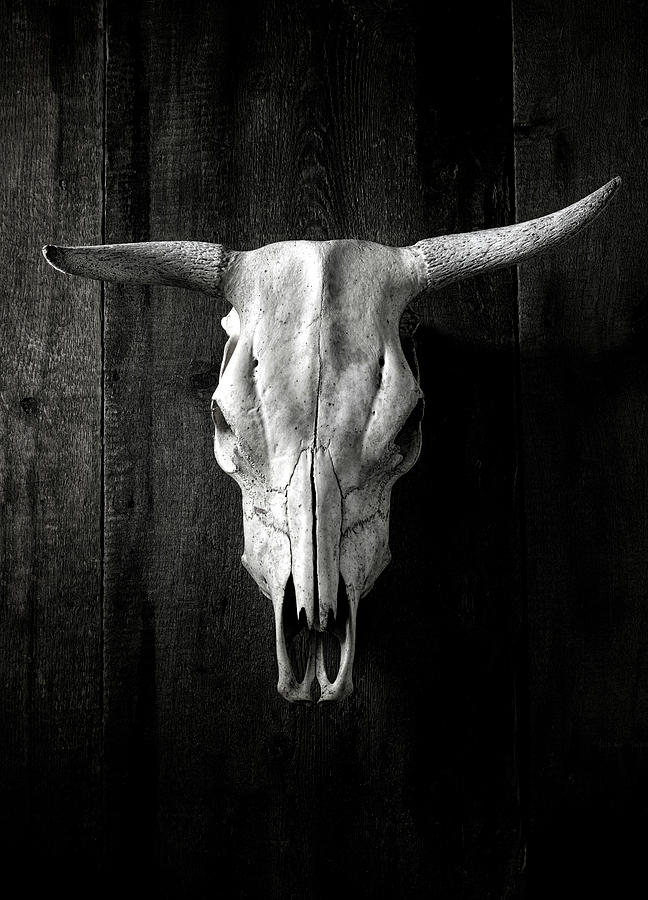 Steer Skull Photograph by David Kadlec - Fine Art America