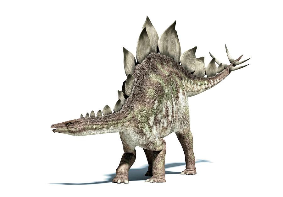 Stegosaurus Dinosaur, Artwork Digital Art by Leonello Calvetti