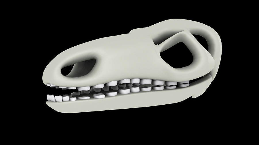 Stegosaurus Dinosaur Skull Photograph by Stocktrek Images