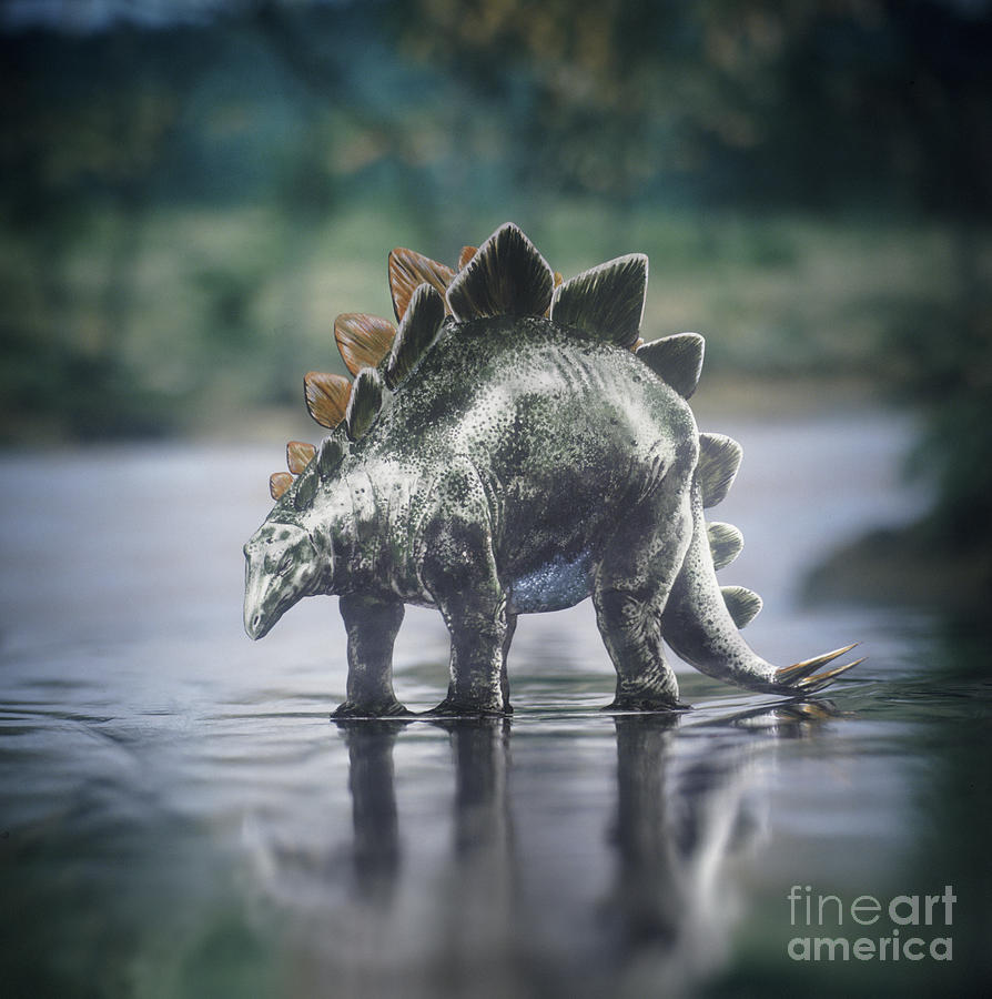Stegosaurus standing in water Photograph by Warren Photographic