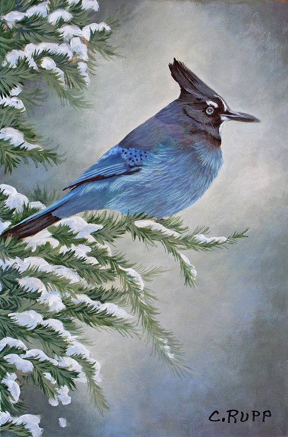 Bird Painting - Stellar Jay In Winter by Carol J Rupp