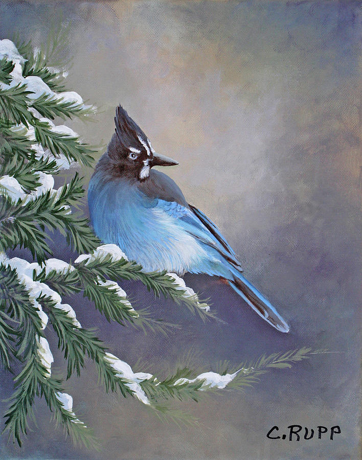 Bird Painting - Stellar Jay Waiting For Sunrise by Carol J Rupp