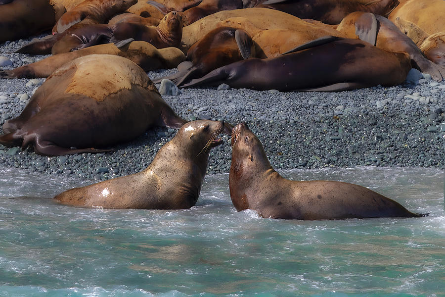 Stellar Sea Lions Photograph by Mike He