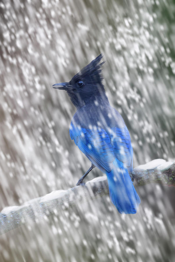 Stellars Jay in Falling Snow Digital Art by Mark Miller Stellars Jay in Falling Snow Digital Art by Mark Miller