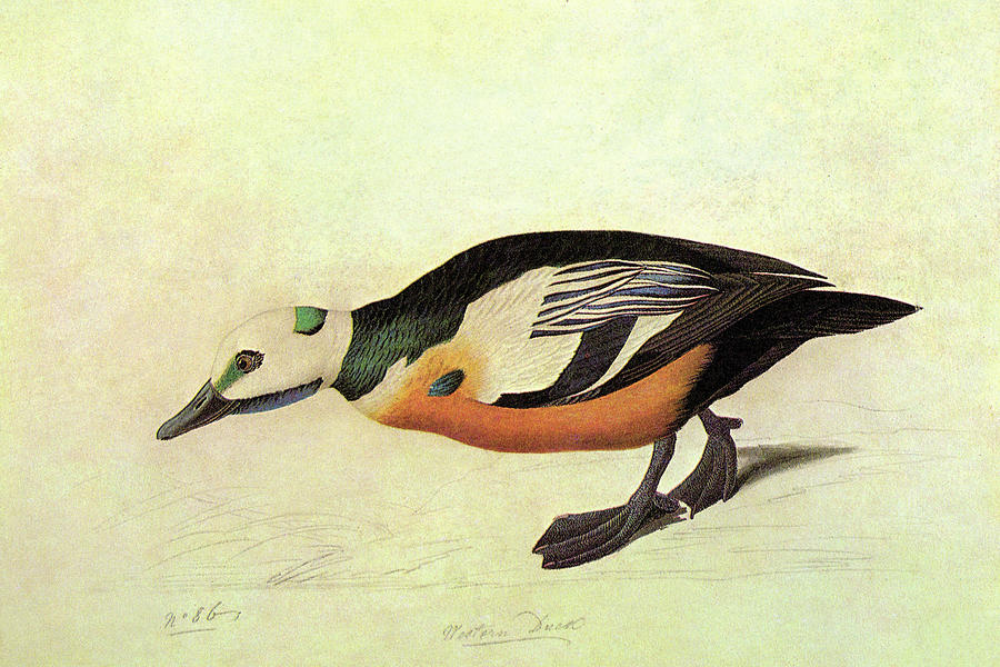 Stellers Eider Painting by John James Audubon