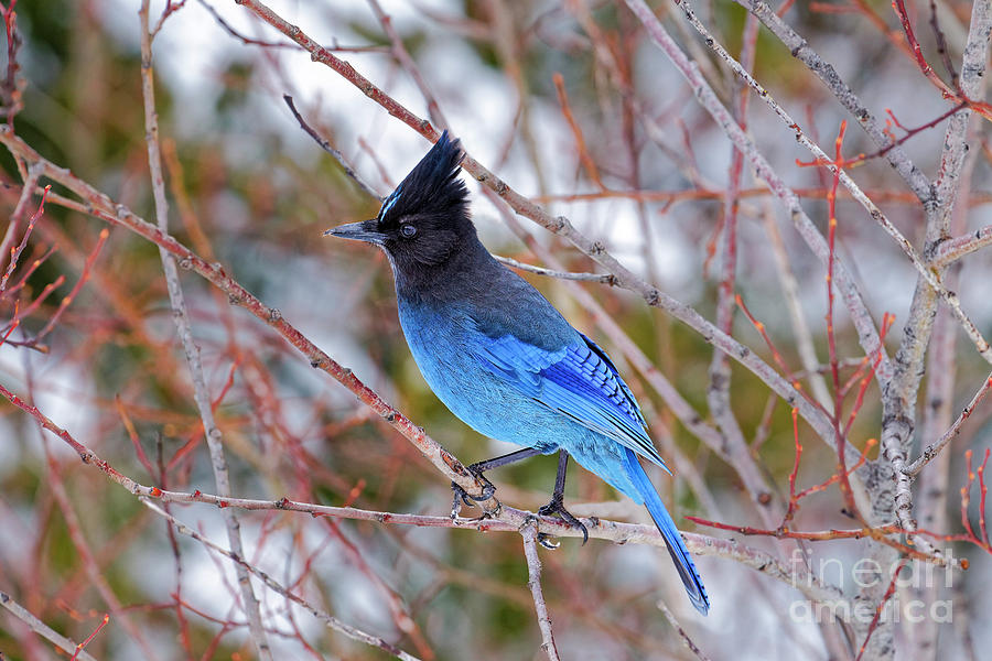 Stellers Jay Cyanocitta Stelleri Winter Head Crest Oregon Usa Photograph