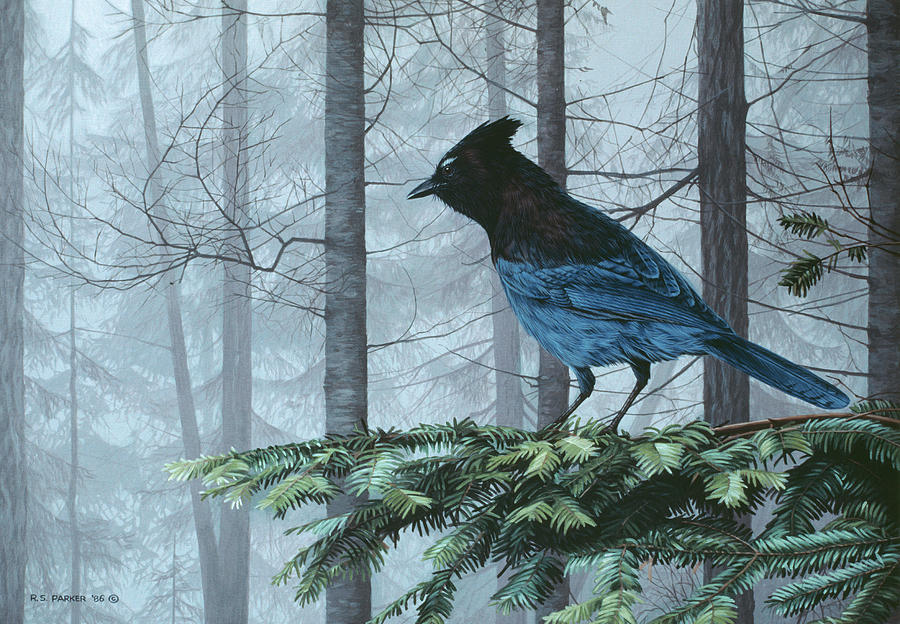 Stellers Jay In Fog Painting by Ron Parker