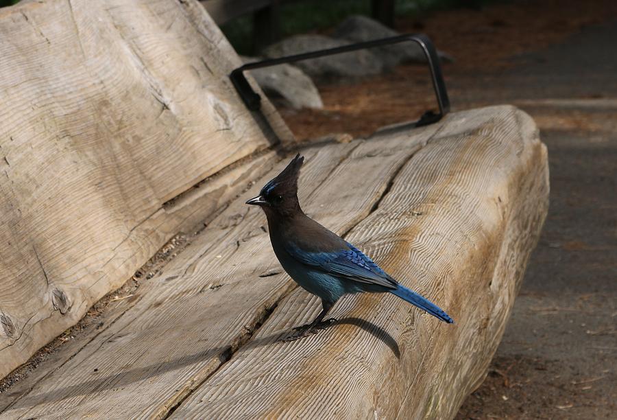 Stellers Jay on a Bench  Photograph by Christy Pooschke