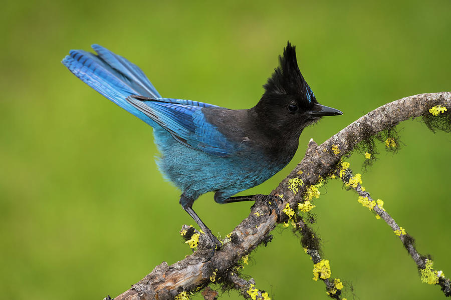 Stellers Jay Perched On Branch British Columbia Canada Photograph By John Shaw