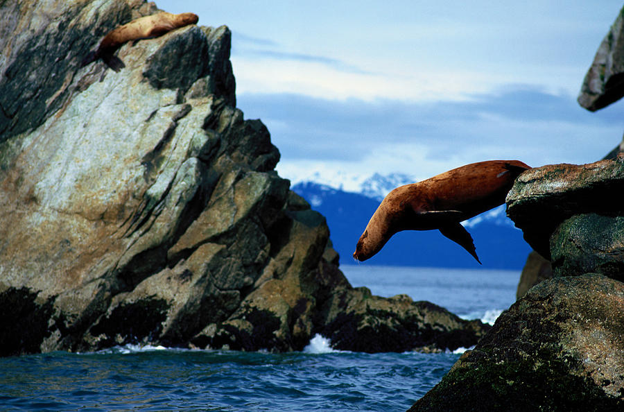 Stellers Sea Lion Eumetopiasjubatus Photograph by Paul Souders
