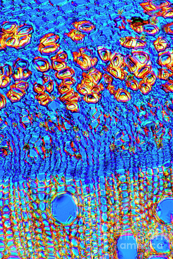 Stem Of A Hemp Plant Photograph by Dr Keith Wheeler/science Photo Library