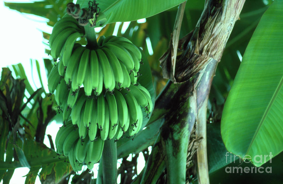 Stem Of Green Bananas Photograph by Andrew Mcclenaghan/science Photo