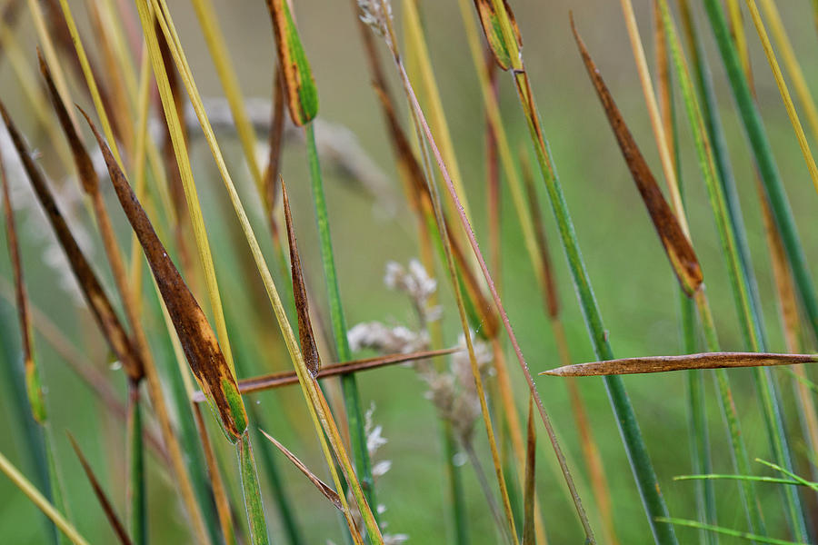 Stems of Grass Photograph by Robert Potts