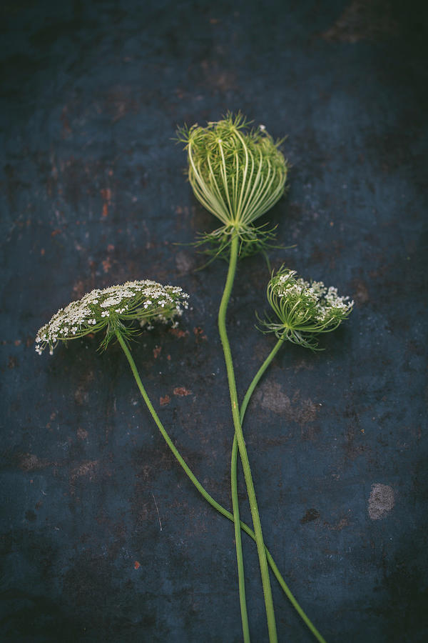 Stems Of Queen Annes Lace On Dark Surface Photograph by Tina Engel