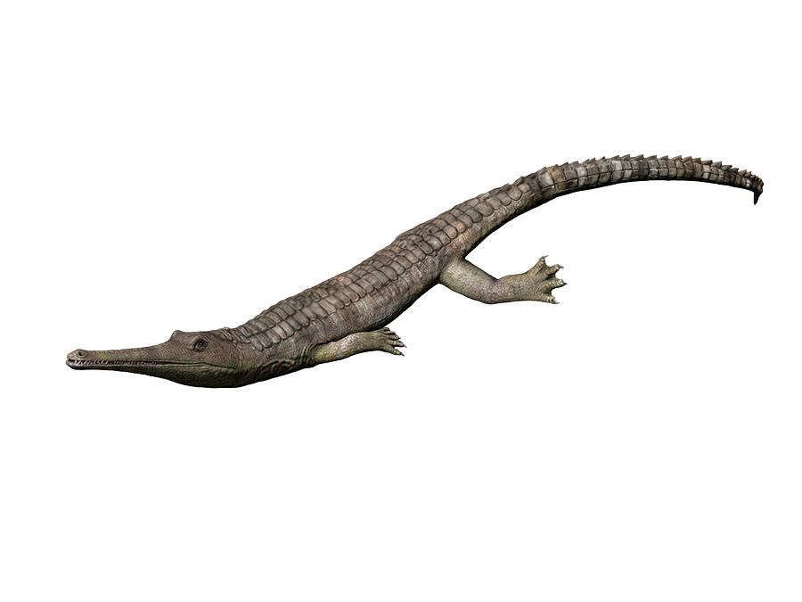 Steneosaurus Bollensis, Thalattosuchia Photograph by Nobumichi Tamura
