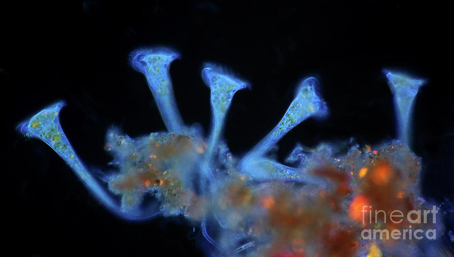 Stentor Protozoans Photograph By Marek Mis Science Photo Library 