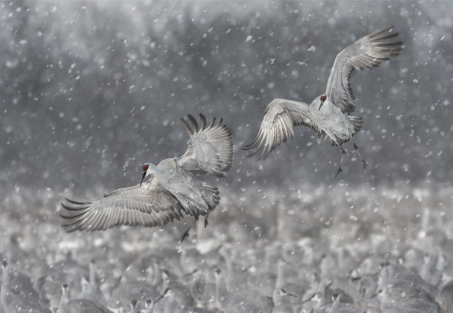 Crane Photograph - Step Aside! by Kevin Wang