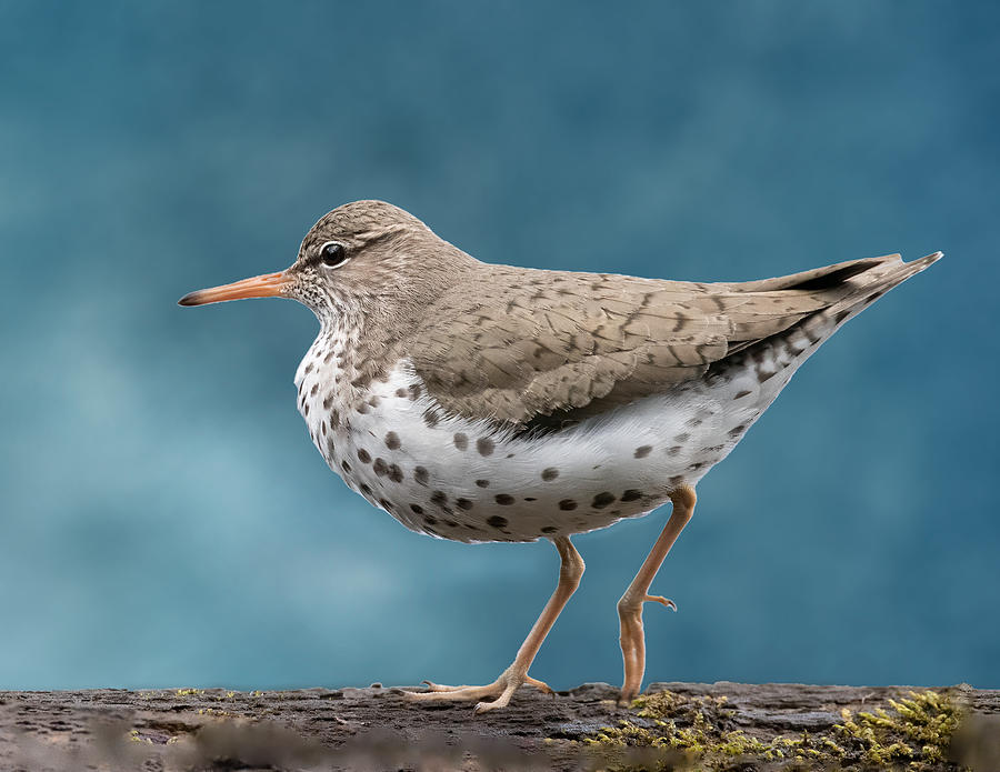 Sandpiper Photograph - Step Lightly by Jon W Wallach
