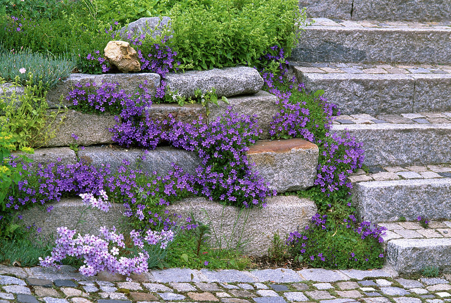 Step Stone Wall With Perennials Photograph by Friedrich Strauss