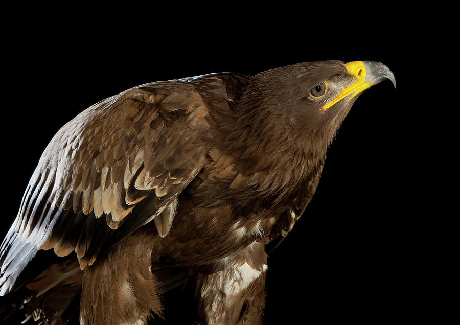 Steppe Eagle-02 Photograph by David Toase | Pixels