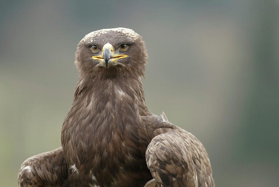 Steppe Eagle Photograph - Steppe Eagle Aquila Nipalensis by Sarah Darnell