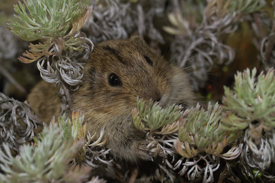 Steppe Lemming / Vole (lagurus Lagurus). Photograph by Kerstin Hinze ...