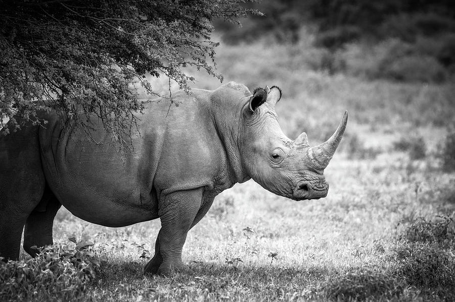 Rhinocerus Photograph - Stepping 0ut by Michael North
