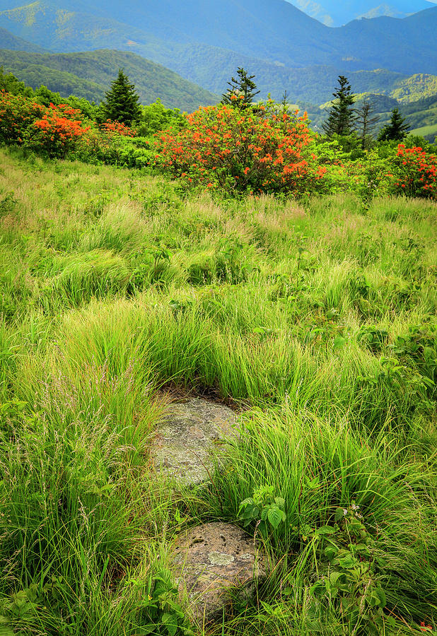 Stepping Stones by Ronald Santini Stepping Stones by Ronald Santini
