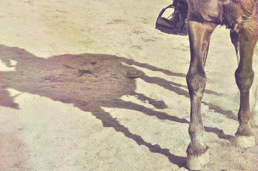 Stepping Up Shadows Photograph by Dressage Design