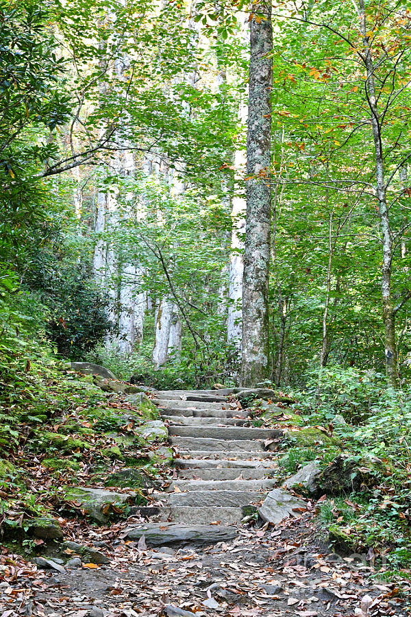 Steps Up Into The Forest 1 Photograph by Phil Perkins
