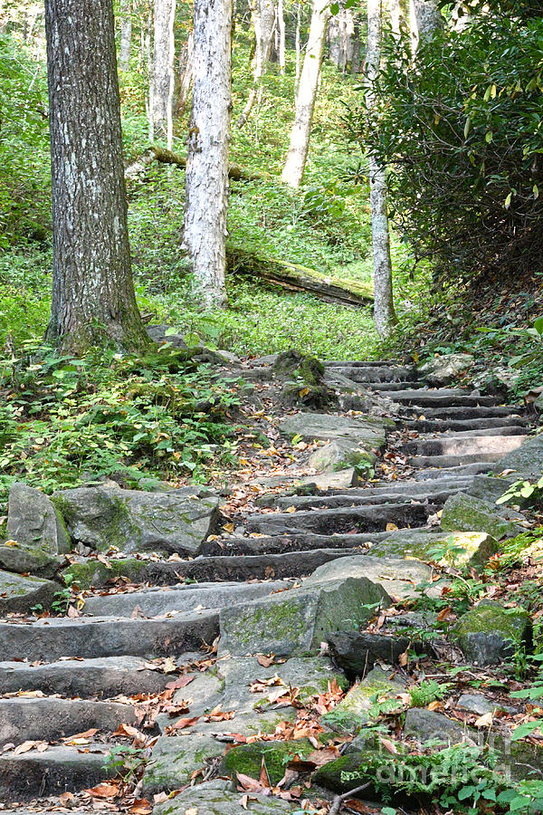 Steps Up Into The Forest 2 Photograph by Phil Perkins